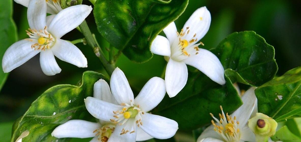 Neroli helps get rid of spider veins